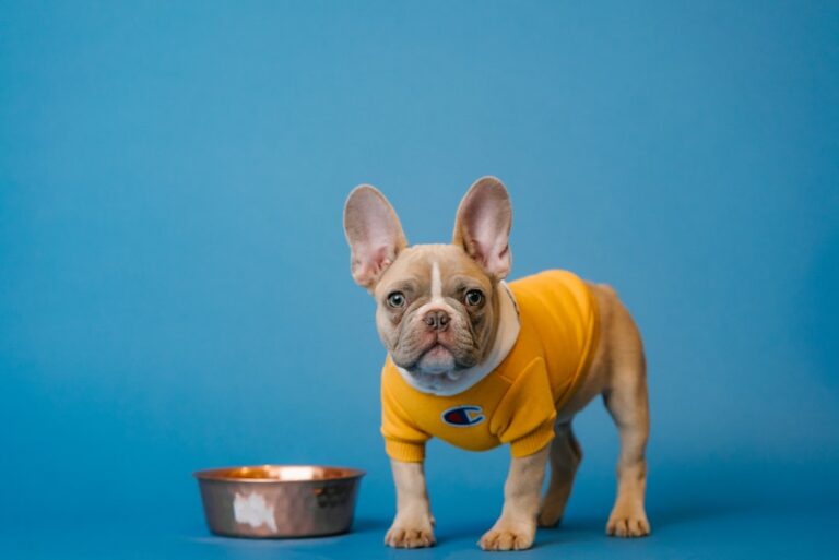 The Beauty of Long Hair French Bulldogs