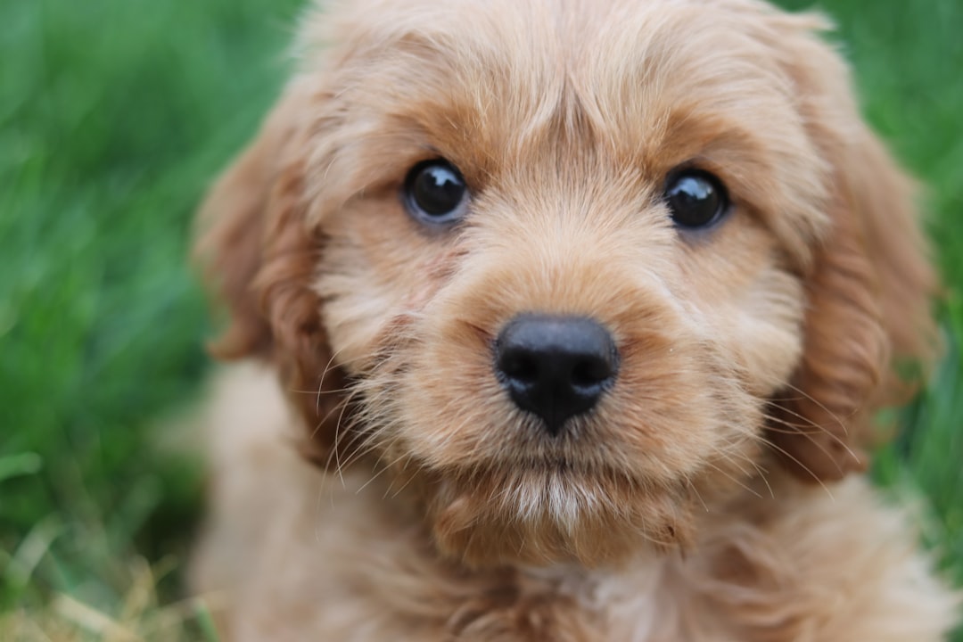 Photo Fluffy puppy